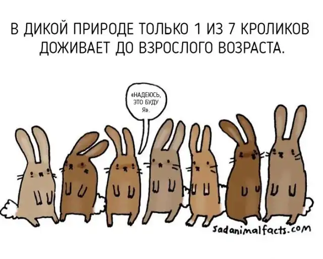 Интересные факты о животных в рисунках