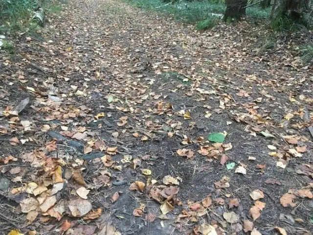 Будьте бдительны, гуляя по лесу