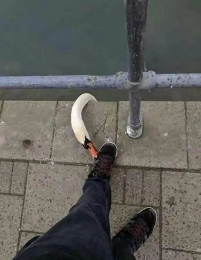 18 зверей, которые устроили пакости, но ничуть в этом не раскаиваются