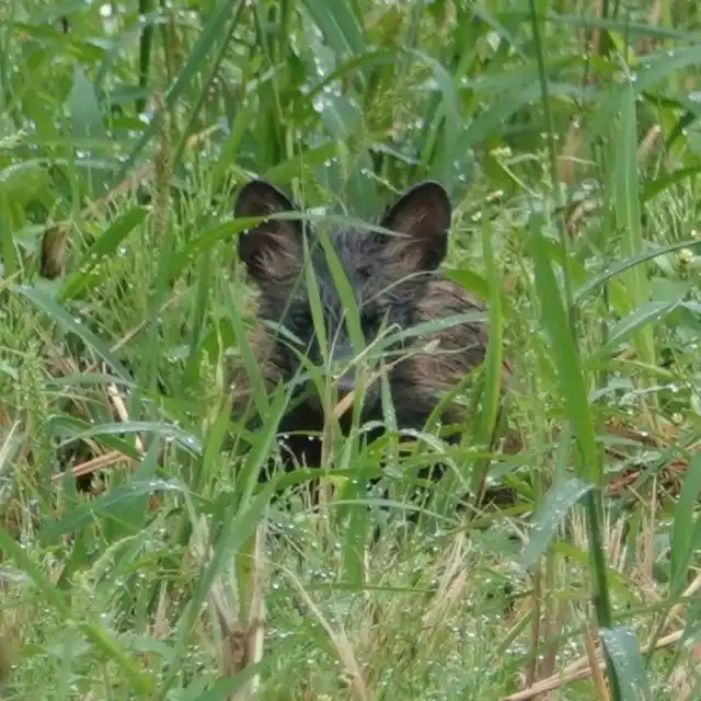 Японец нашел странных котят, которые оказались "щенками"