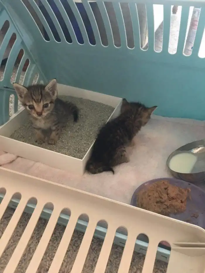 Крошечный котенок получил второй шанс на жизнь