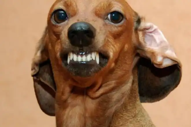 Самые злые маленькие собаки в мире