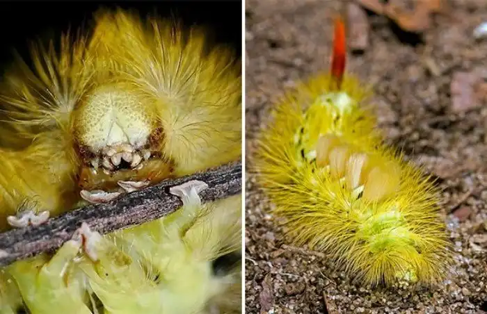 Самые необычные насекомые