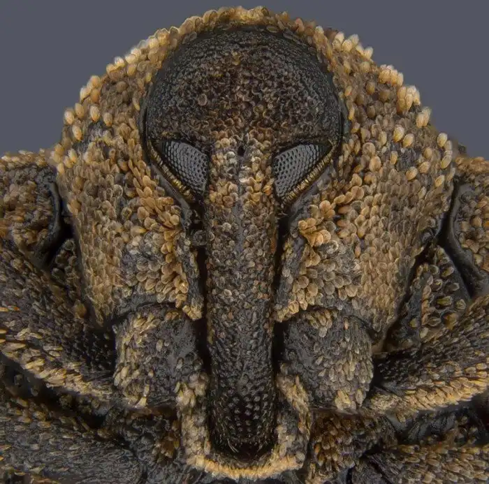 18 странных живых существ, любоваться которыми интересно, но немного страшно