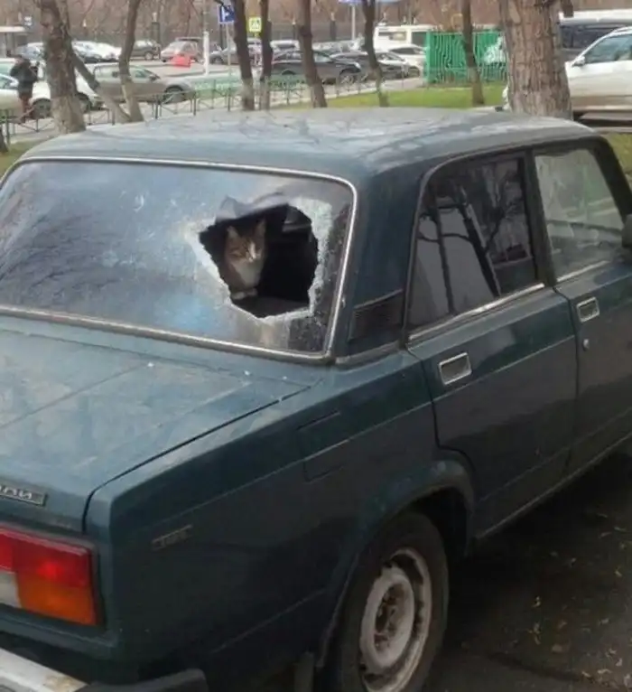 Подборка действительно опасных котов