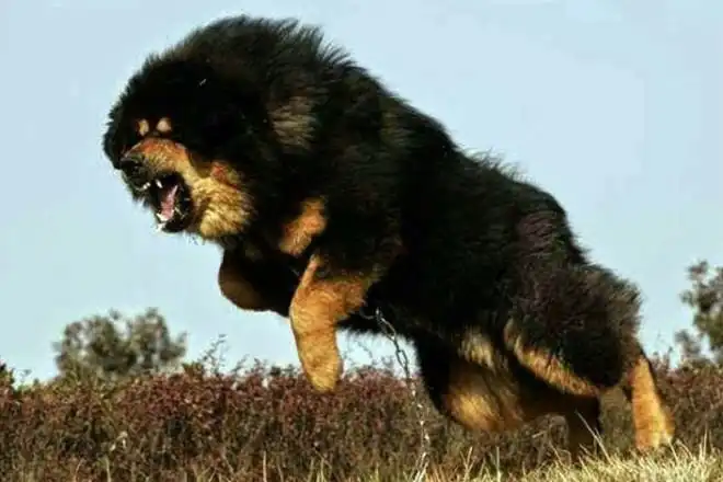 Древнейшие породы собак