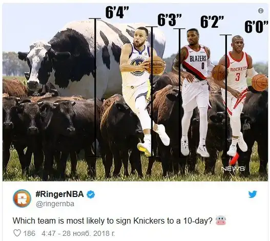 Второгодница? В Австралии нашли корову ростом два метра — гораздо больше сородичей