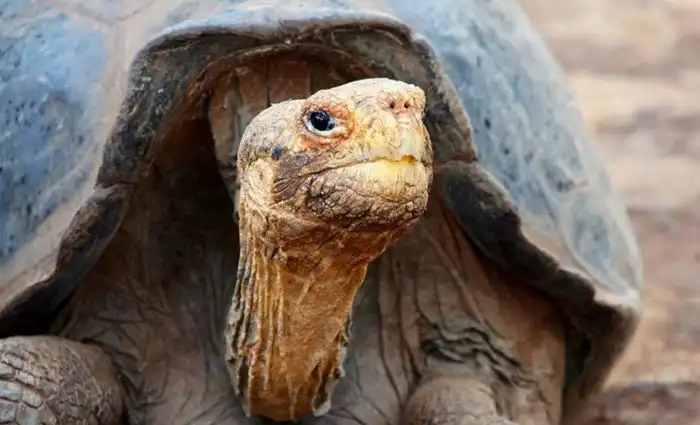 На грани бессмертия