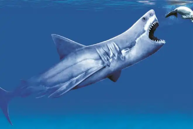 Видео с возможным мегалодоном