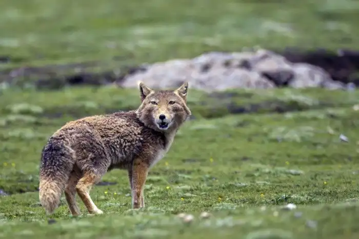 Тибетская лиса: Символ дзена и вселенского пофигизма