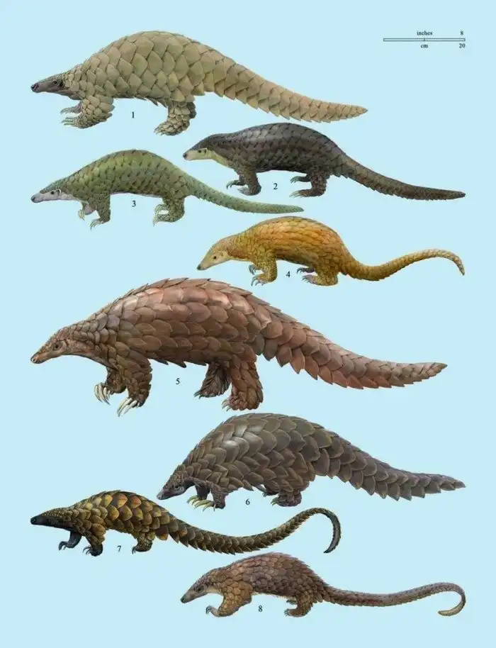 Панголин: Бесконечный язык и зубы в желудке