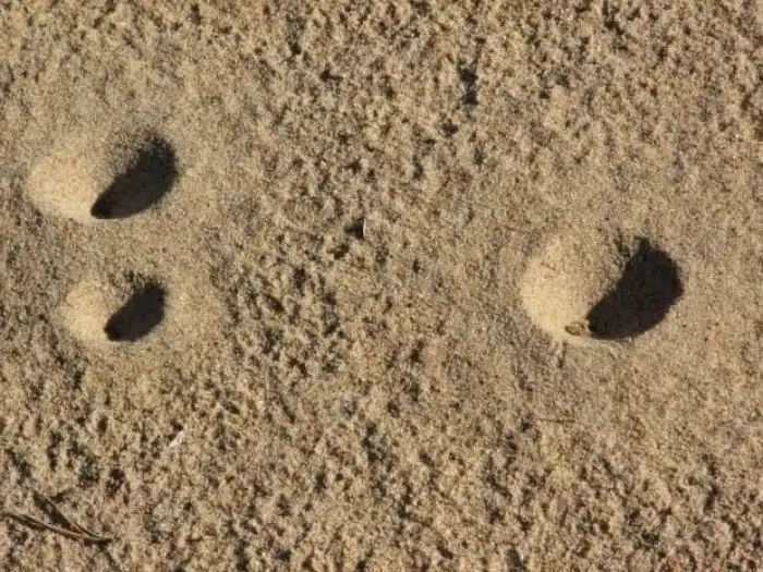 Муравьиный лев выбивает долги силой