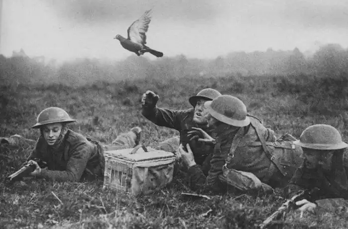 Как работала голубиная почта?