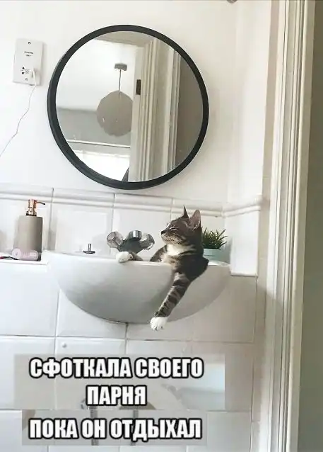 Подборка картинок с котами и про котов