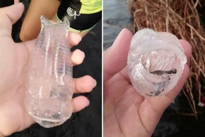 Жители Филиппин обнаружили животное, похожее на кусок пластика