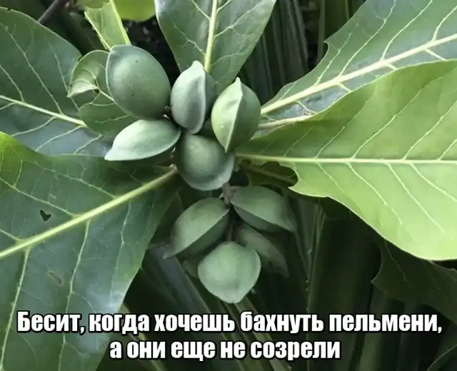 Прикольные картинки абавсём:D