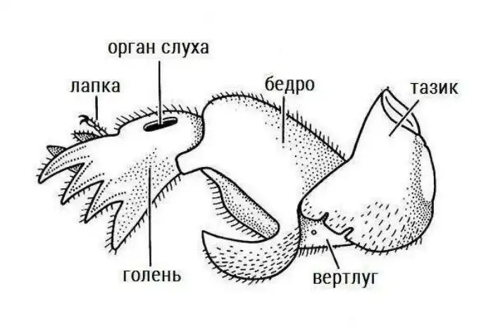 Медведка: Безумный разрушитель огородов