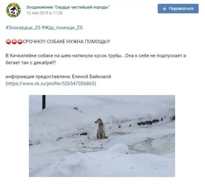 С трубой на шее. Невероятная история дикой собаки