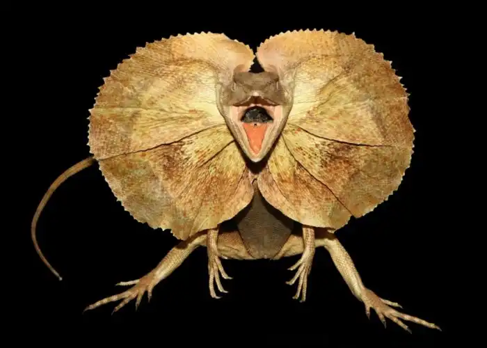 Плащеносный дракон: Бегущий гриб или чудеса с похмелья