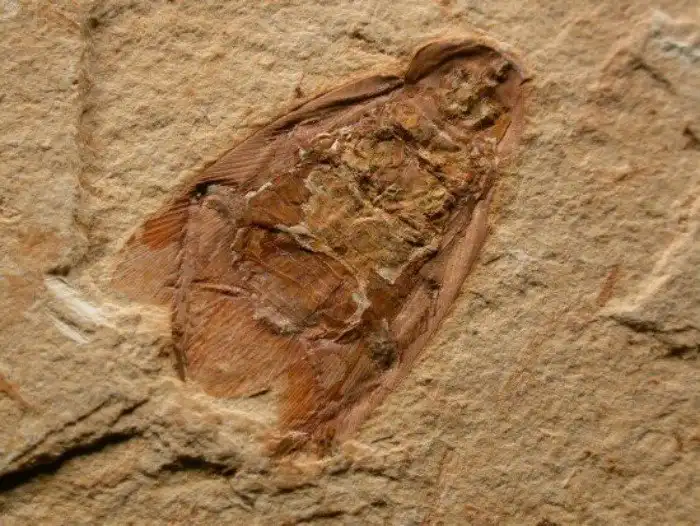 Тараканы: претензия на мировое господство.