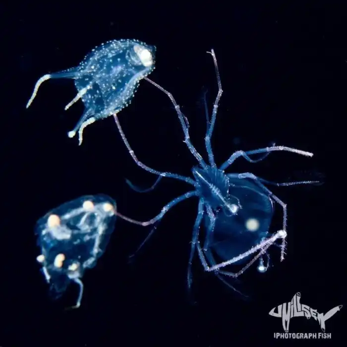 Чем меньше существо, тем оно причудливее: Фотограф показал, как выглядят необычные обитатели морских глубин