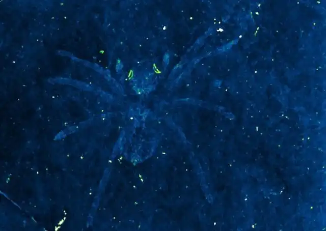 Ученые обнаружили пауков возрастом 110 млн лет со светящимися глазами