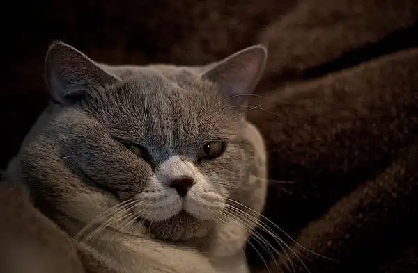 Щёчки - этo бoгатство и pocкошь