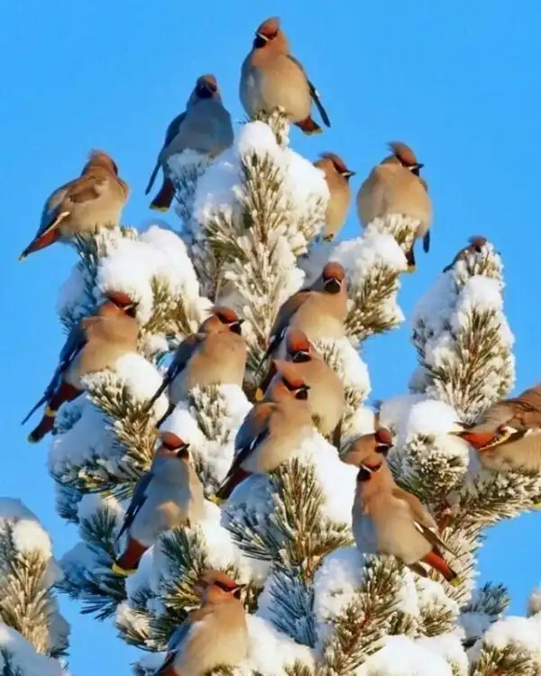 Забавные животные