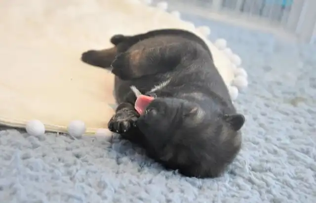 В Китае первый клон полицейской собаки приступил к тренировкам