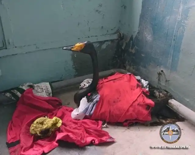 Лебеди, которые попали в беду