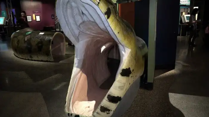 Змеи, которые питались крокодилами и динозаврами