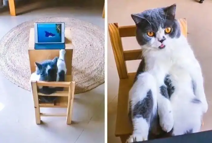 Странные кошки