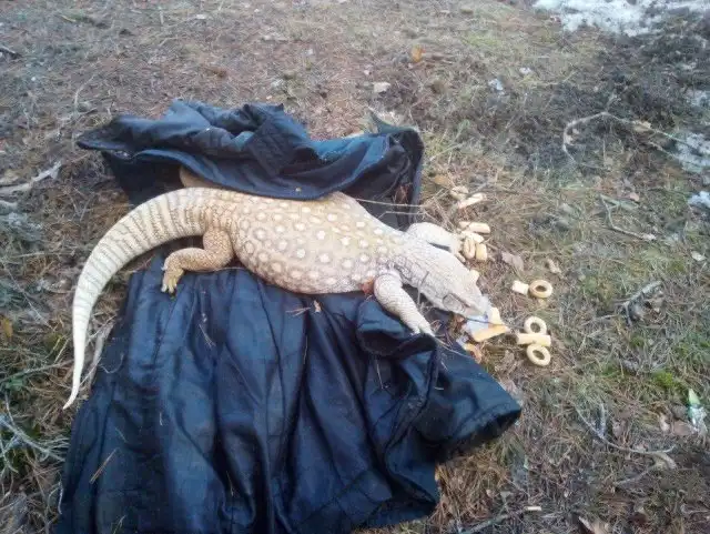 Неожиданная "находка" в Кингисеппском районе Ленобласти