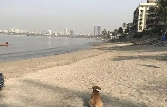 Добровольцы показали, как теперь выглядит пляж Махим Бич в Мумбае