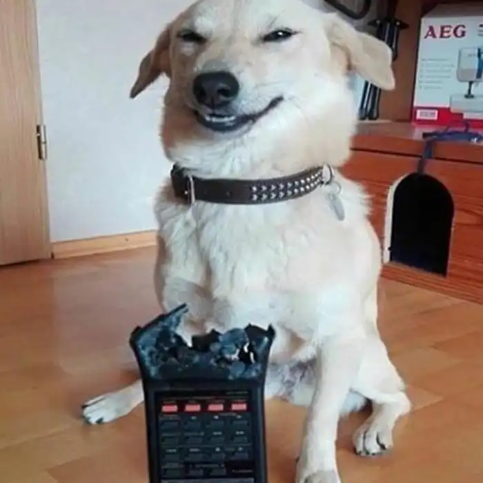 19 фотографий, доказывающих, что тому, кто завёл собаку, скучать не придётся