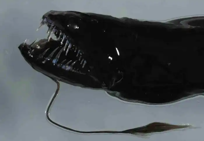 Идиакант: Еще один глубоководный монстр