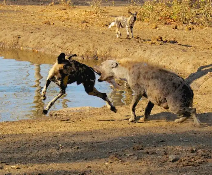 Пятнистая Гиена: Дамы с подвохом по тайскому образцу