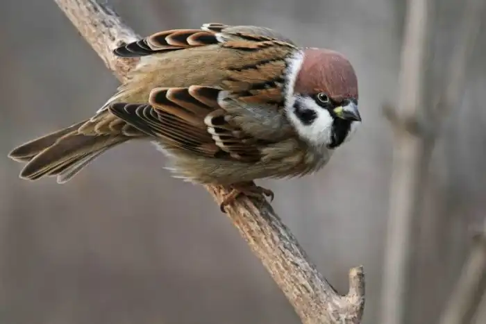 Домовый Воробей: Беспалевный захват мира