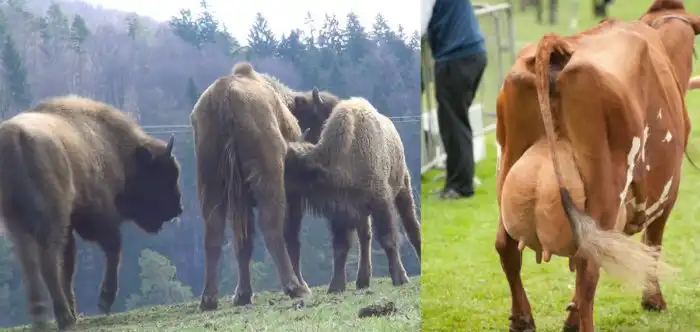 Молоко: пастеризация, туберкулез и болезни ЖКТ.