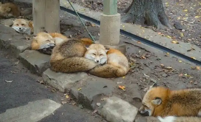 Лисёнок прилёг на другого лисёнка, но в сети его приняли за качка с огромными бицухами. И понеслось!
