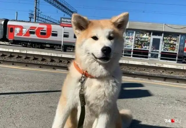 Проводники потеряли собаку Анастасии Бугаенко при использовании новой услуги РЖД