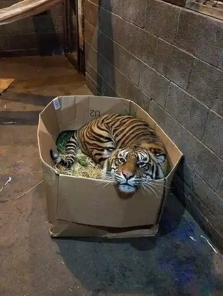 картиночки