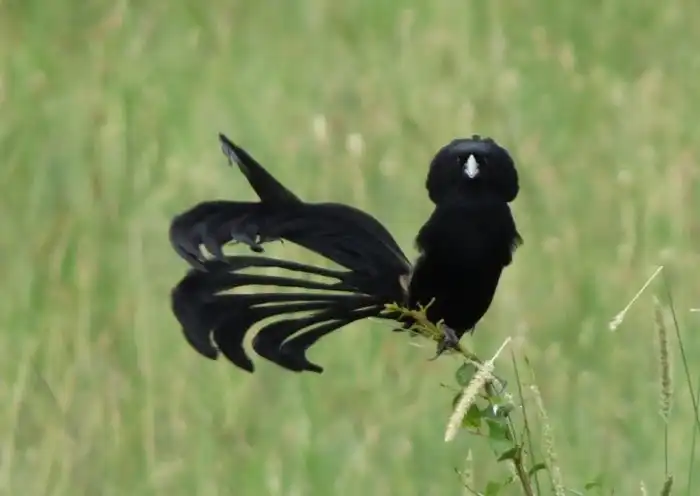 Лирохвостые Бархатные Ткачики: Непрерывная физкультура ради интима