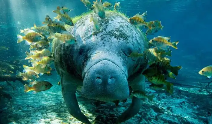 Ламантин: Ленивая сосиска умеет только расслабляться