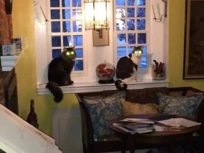 15 фотодоказательств, что коты-инопланетяне давно среди нас