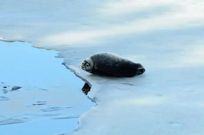 Сайменская нерпа: Финское чудо и 10 тысяч лет изоляции