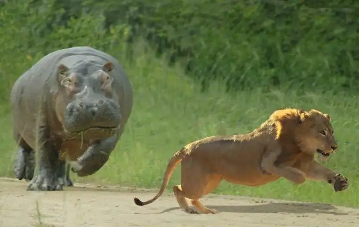 Кто может бросить вызов льву?