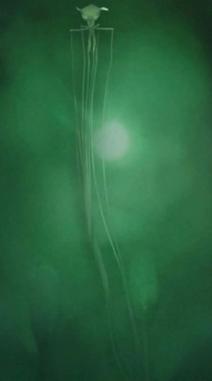 Длиннорукий Глубоководный Кальмар: Очередное пугающее открытие