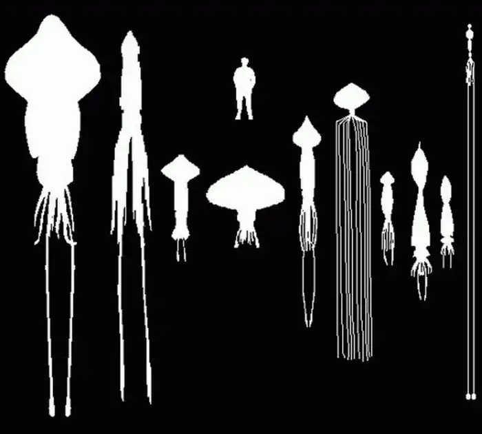 Длиннорукий Глубоководный Кальмар: Очередное пугающее открытие