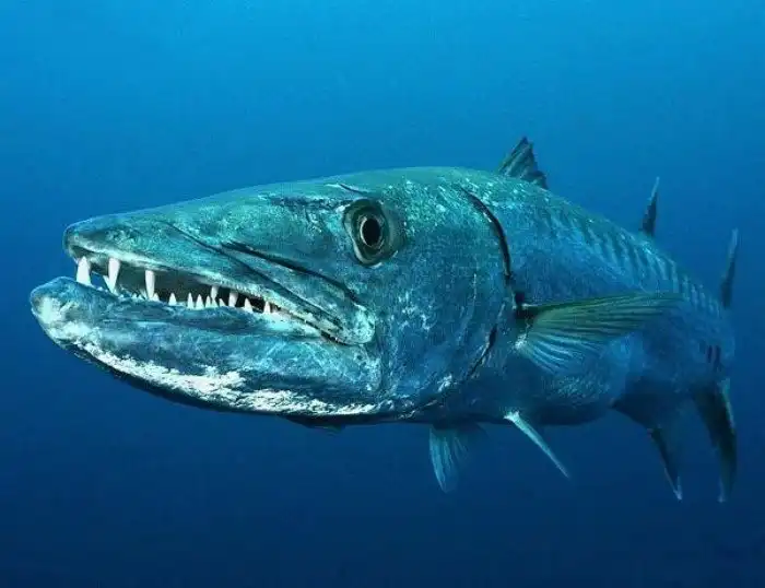 "Людоеды моря" - безумные виды морских существ, способные вас убить.